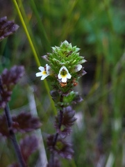 Euphrasia randii