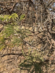 Vachellia karroo