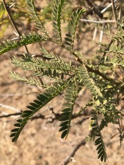 Vachellia karroo