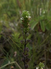 Euphrasia randii