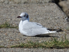 Chroicocephalus ridibundus