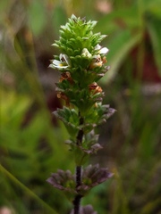 Euphrasia randii