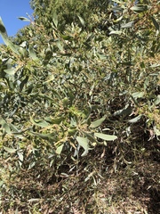 Acacia holosericea