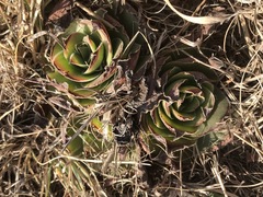 Crassula capitella nodulosa
