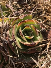 Crassula capitella nodulosa
