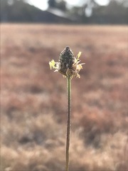 Plantago lanceolata