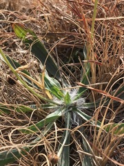 Plantago lanceolata