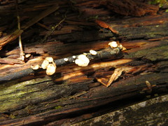 Hymenoscyphus albidus