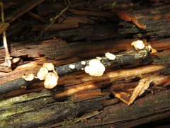 Hymenoscyphus albidus