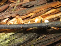 Hymenoscyphus albidus