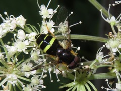 Dasysyrphus tricinctus
