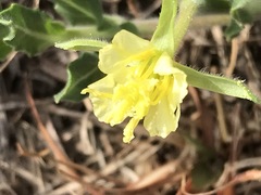 Oenothera stricta
