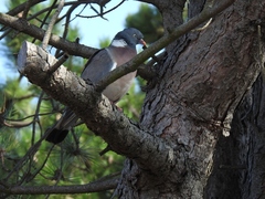 Columba palumbus