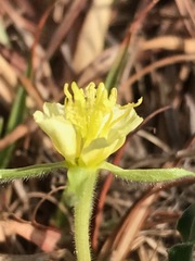 Oenothera stricta