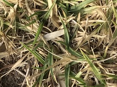 Cenchrus clandestinus