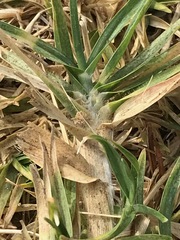 Cenchrus clandestinus