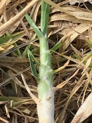 Cenchrus clandestinus