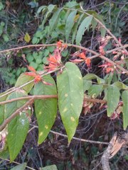 Woodfordia fruticosa