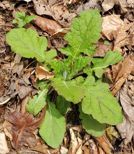 Salvia lyrata