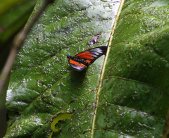Acraea strattipocles