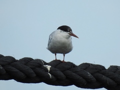 Sterna hirundo