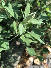Chenopodium album