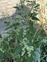Chenopodium album