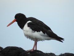 Haematopus ostralegus