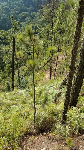 Image of Pinus oocarpa by (c) Alan Rockefeller, some rights reserved (CC BY)