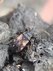 Taphropeltus contractus