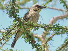 Plocepasser donaldsoni