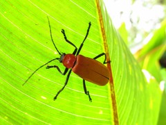 Chauliognathus faustus