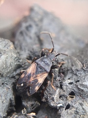 Taphropeltus contractus