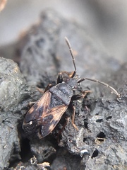 Taphropeltus contractus