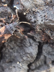 Taphropeltus contractus