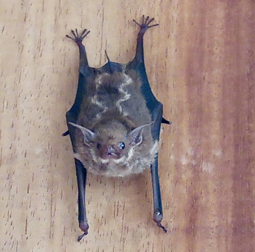 Lesser Sac-winged Bat