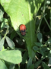 Pyrrhocoris apterus
