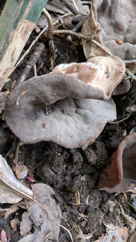 Neogyromitra japonica