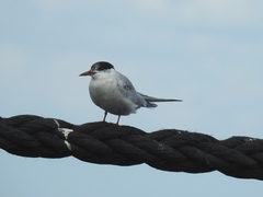 Sterna hirundo