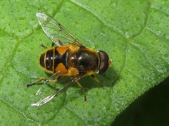 Eristalis horticola
