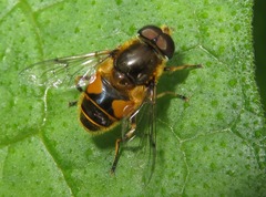 Eristalis horticola