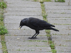 Corvus monedula