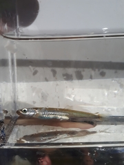 Notropis rubellus