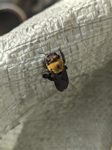Appendiculate Carpenter Bee