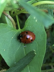 Coccinella septempunctata