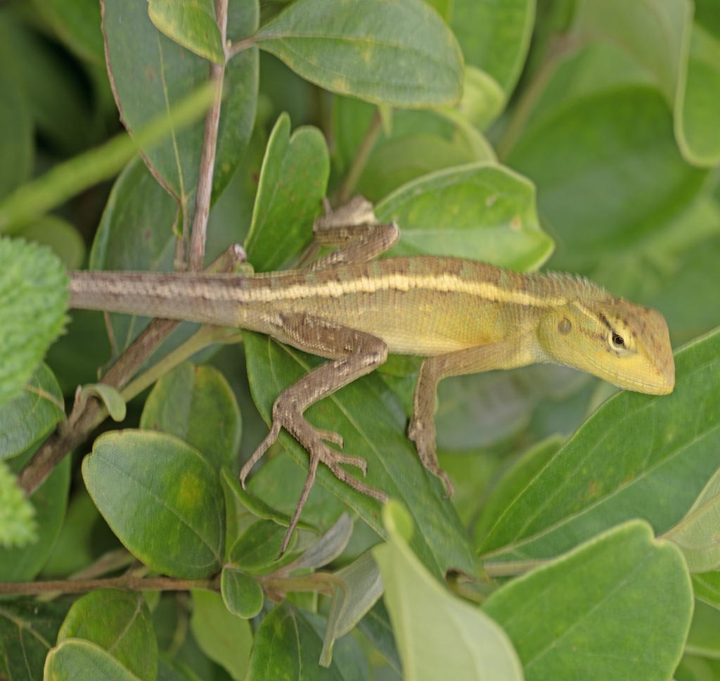 April Lizard Oriental Garden Lizard from Tanglin, Singapore on April 17, 2025 at 01: ...