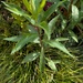 Golovinomyces asterum solidaginis