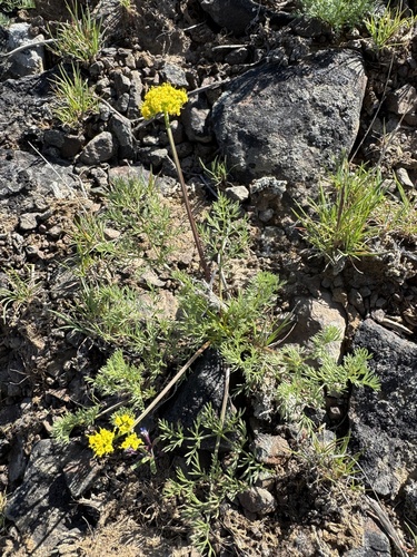 Image of Lomatium quintuplex by no rights reserved