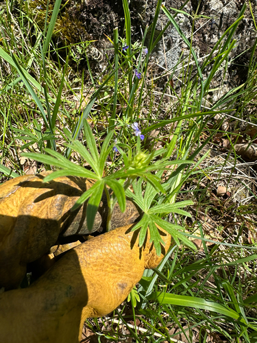 Delphinium nuttallii