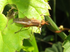 Elgiva solicita